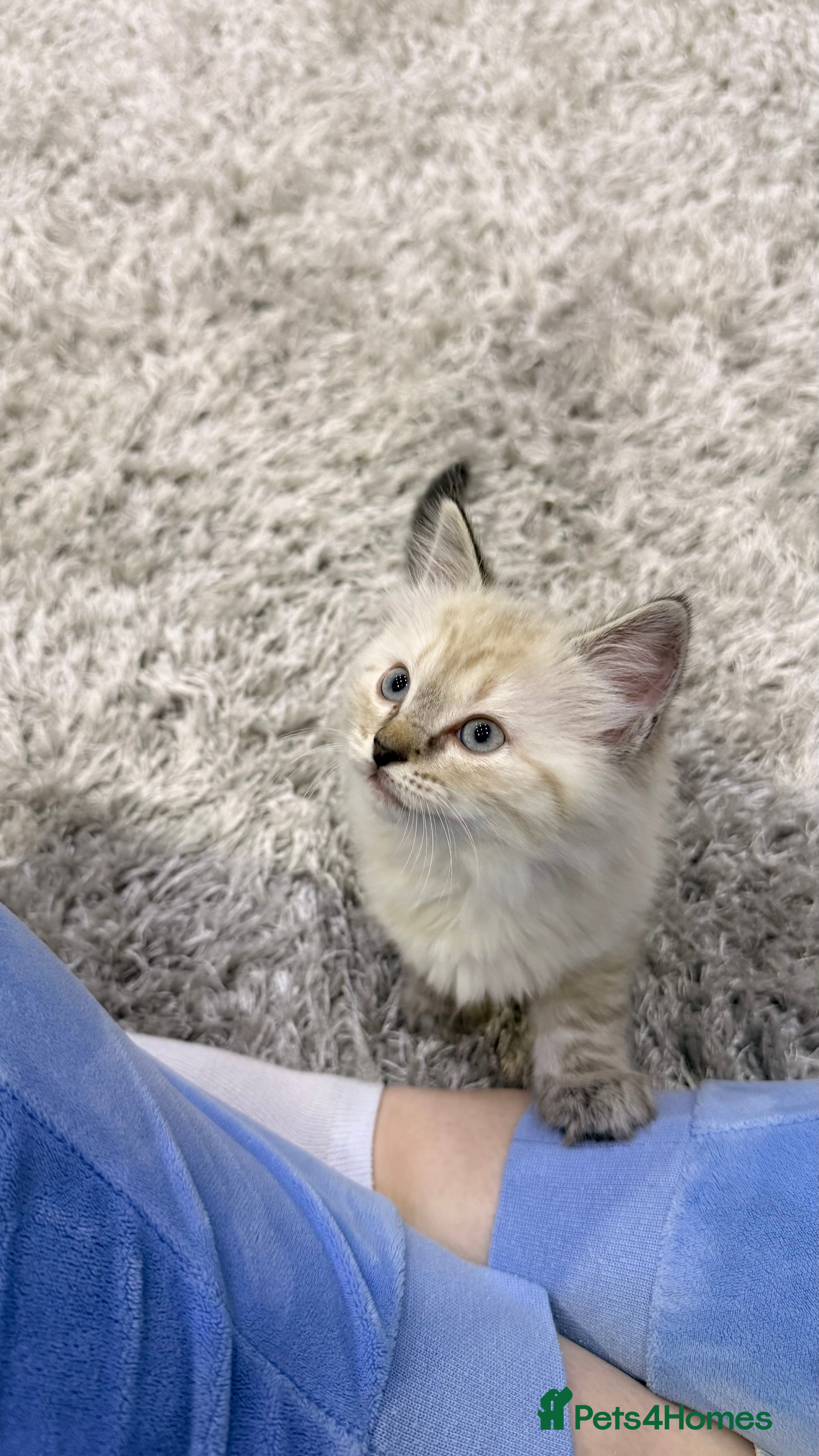 Ragdoll cats One girl is available, it’s a Mini❤️ - Advert 2