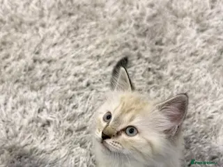 Ragdoll cats One girl is available, it’s a Mini❤️ - Advert 2