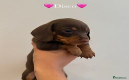 Dachshund dogs for sale: dachshund puppy’s for sale - Image 19