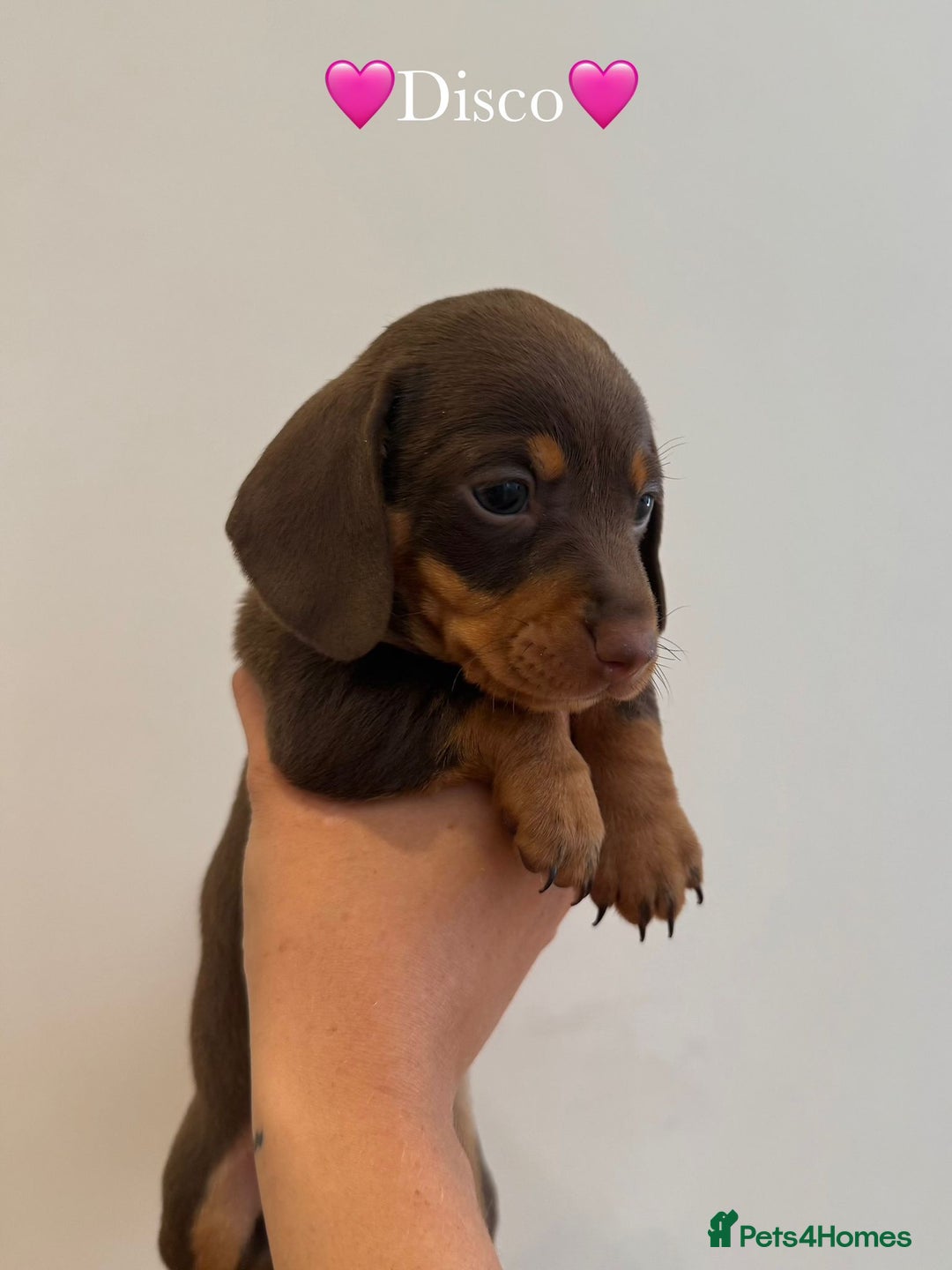 Dachshund dogs for sale: dachshund puppy’s for sale - Image 19