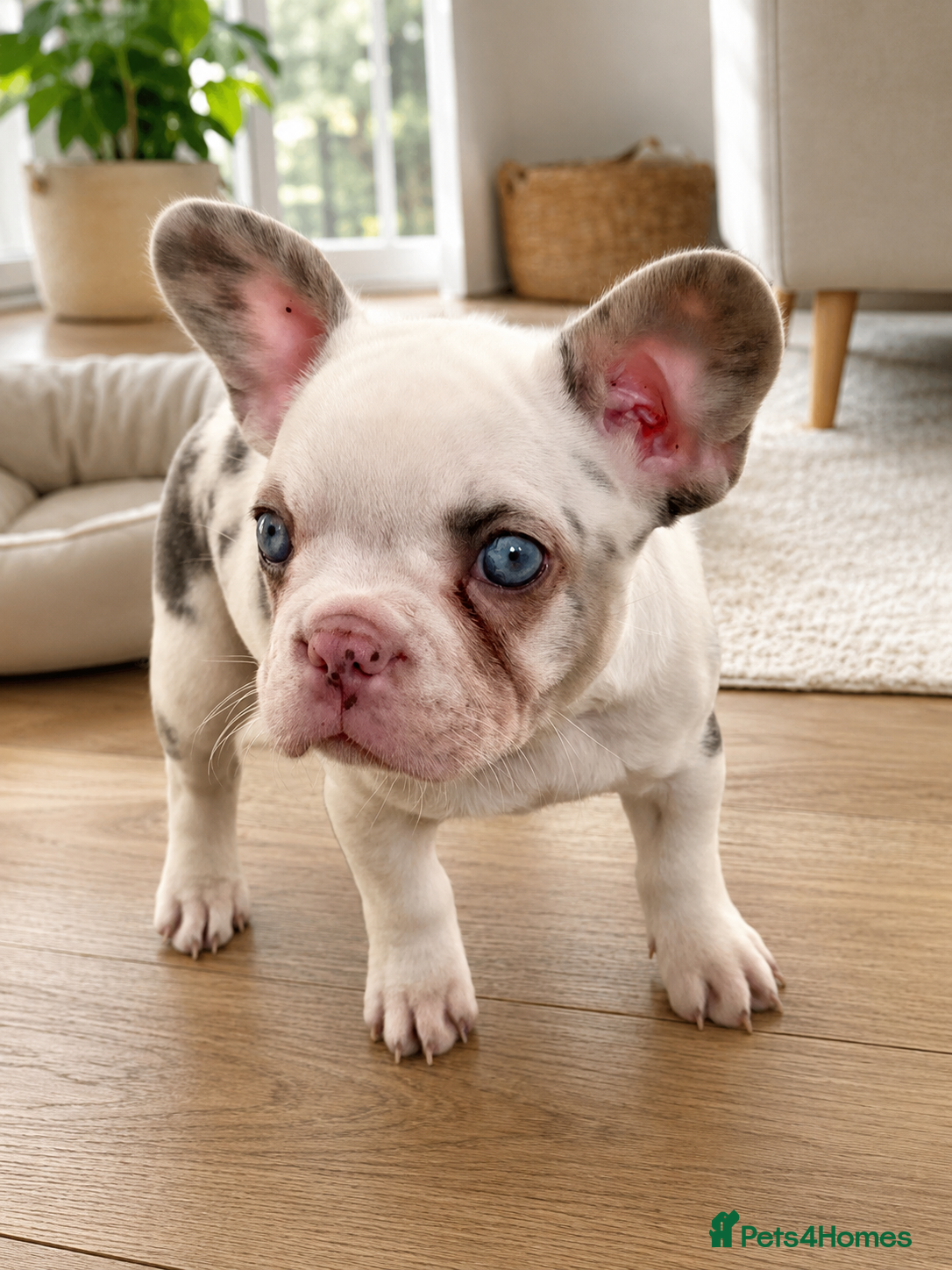 French Bulldog dogs *Ready NOW!!** Last Female!** - Advert 8