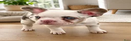 French Bulldog dogs for sale: *Ready NOW!!** Last Female!** - Advert 1