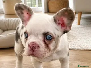 French Bulldog dogs *Ready NOW!!** Last Female!** - Advert 8