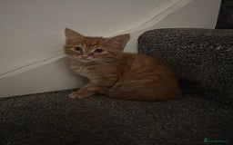 Mixed Breed cats for sale: Kittens - Image 11