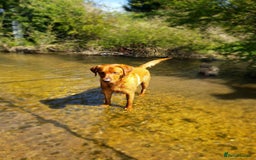 Labrador Retriever dogs for stud: Fox Red Stud Dog, Kennel Club Registered in Chelmsford - Image 21