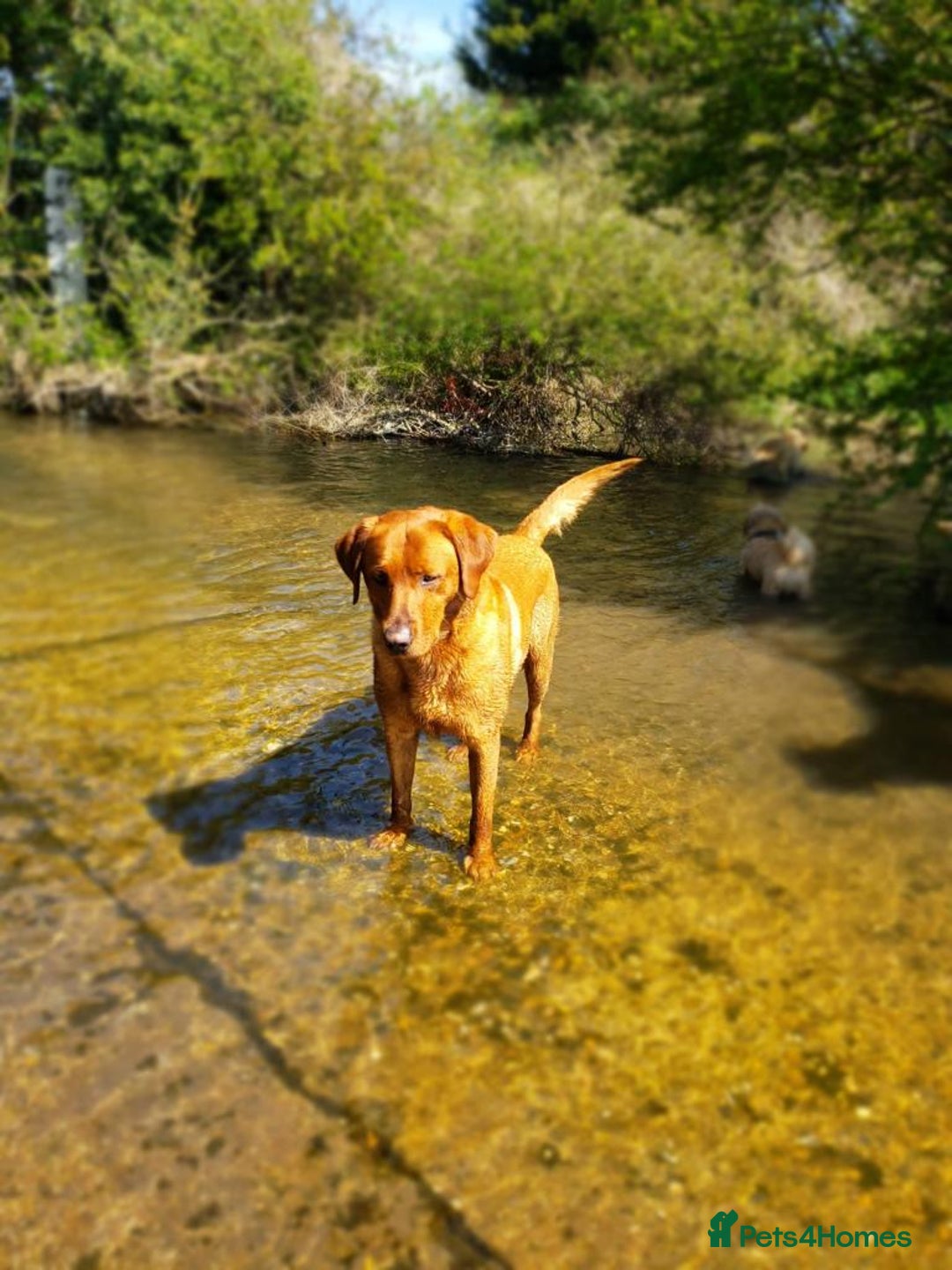 Labrador Retriever dogs for stud: Fox Red Stud Dog, Kennel Club Registered in Chelmsford - Image 21