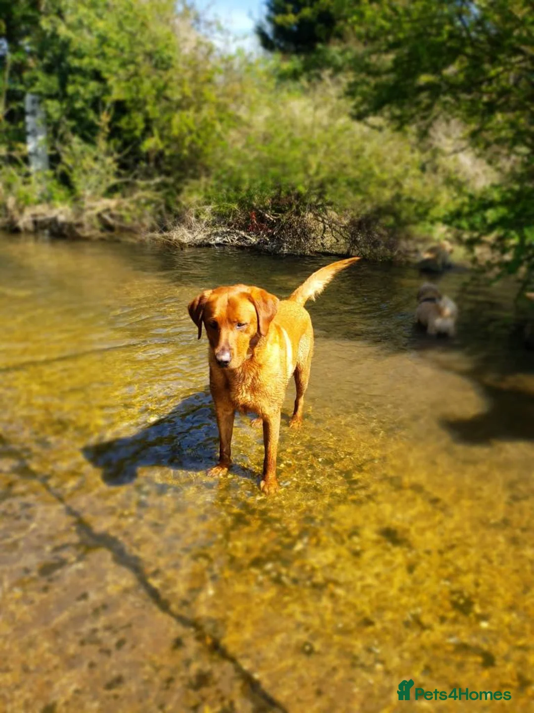 Labrador Retriever dogs for stud: Fox Red Stud Dog, Kennel Club Registered in Chelmsford - Advert 22