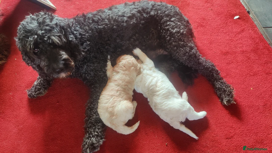 Labradoodle dogs for sale: Beautiful mutigeneration F3 labradoodle girl  - Advert 2