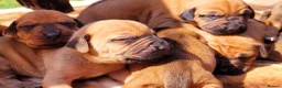 Rhodesian Ridgeback dogs for sale: KC OUTSTANDING PEDIGREE RHODESIAN RIDGEBACK  - Advert 16