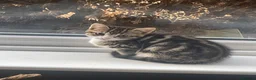 Mixed Breed cats for sale: Four little babies - Advert 12