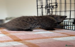 British Longhair cats for sale: Male  British long haired kittens - Image 6