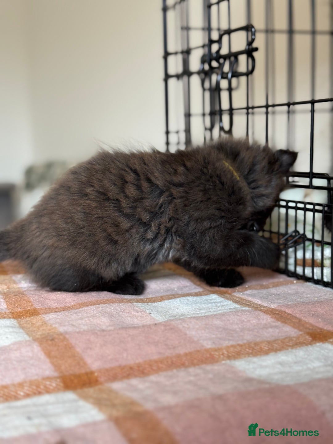 British Longhair cats for sale: Male  British long haired kittens - Image 6