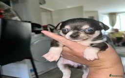 Chihuahua dogs for sale: Tiny chihuahua puppies  - Image 5