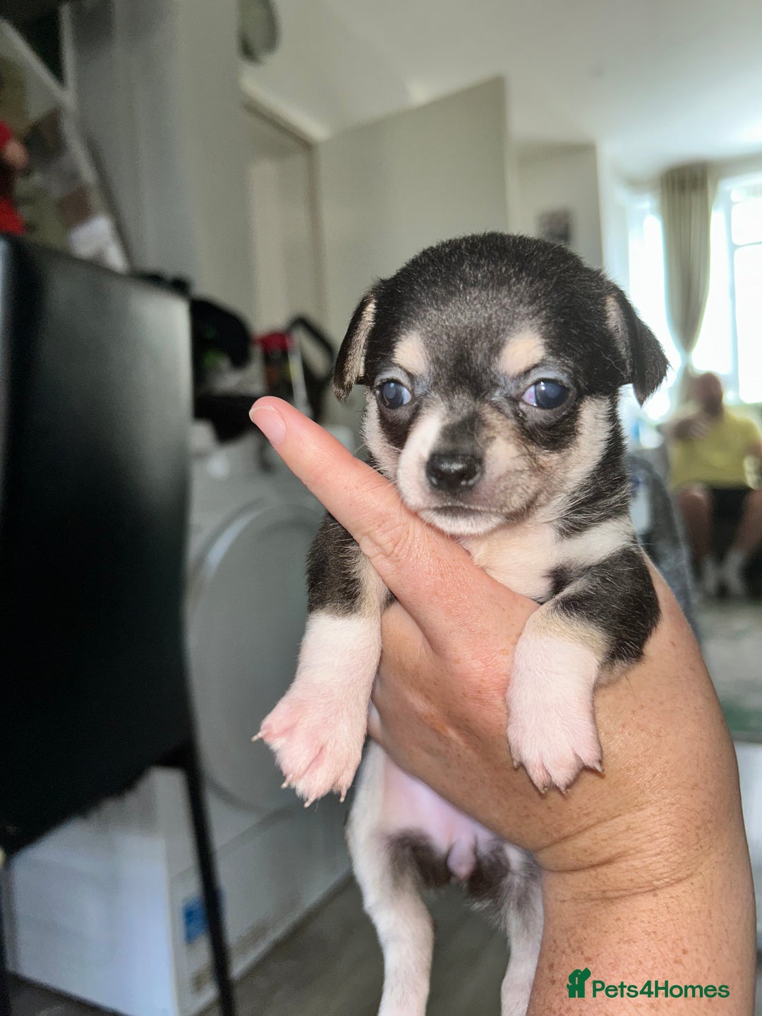 Chihuahua dogs for sale: Tiny chihuahua puppies  - Image 5