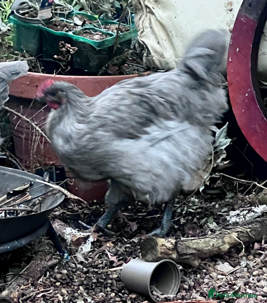 Chickens poultry for sale: 2 Buff Orphington & 1 lavender Orpington Rooster   - Image 5