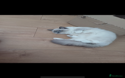 Ragdoll cats for sale: Beautiful ragdoll cross kittens  - Image 5