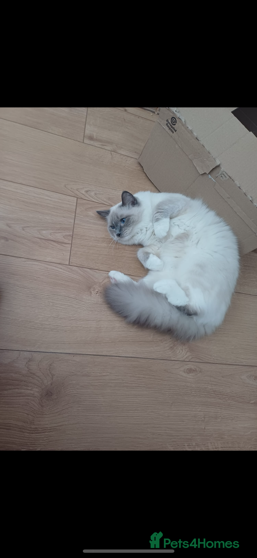 Ragdoll cats for sale: Beautiful ragdoll cross kittens  - Image 5