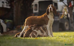 Bracco Italiano dogs for sale: This sweet boy is available  - Advert 2