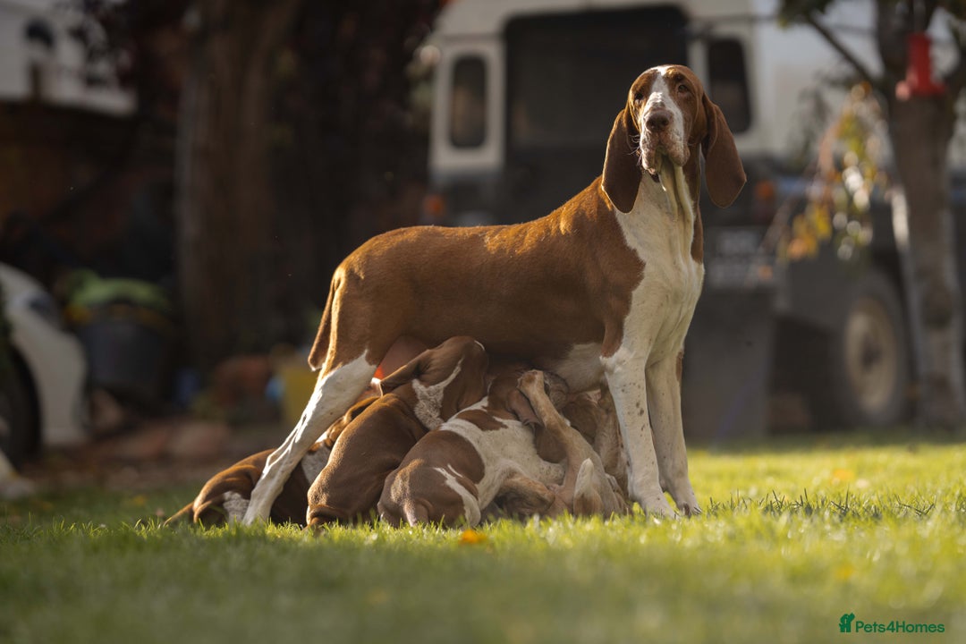 Bracco Italiano dogs for sale: This sweet boy is available  - Advert 2