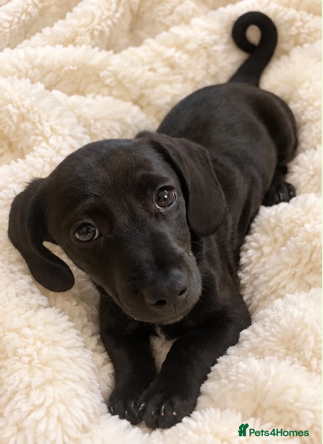 Miniature Dachshund dogs for sale: READY TO LEAVE 🥰🖤 - Advert 2