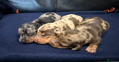 Miniature Dachshund dogs - Advert 13