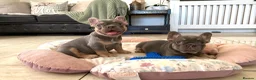 French Bulldog dogs for sale: 2 LEFT!! TOP QUALITY FRENCH BULLDOG PUPPIES - Advert 26