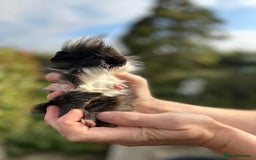 Guinea Pig rodents for sale: Stunning baby guinea pigs  - Image 7