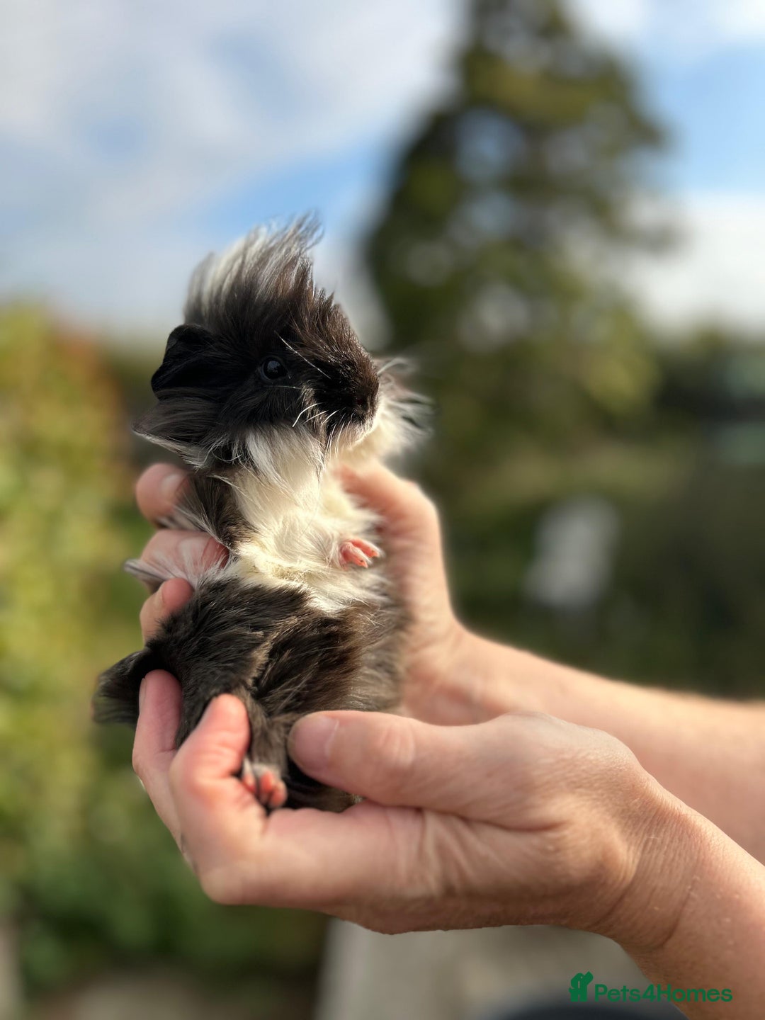 Guinea Pig rodents for sale: Stunning baby guinea pigs  - Image 7