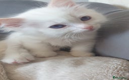 Ragdoll cats for sale: Beautiful GCCF lilac and Cream Point kittens - Image 23