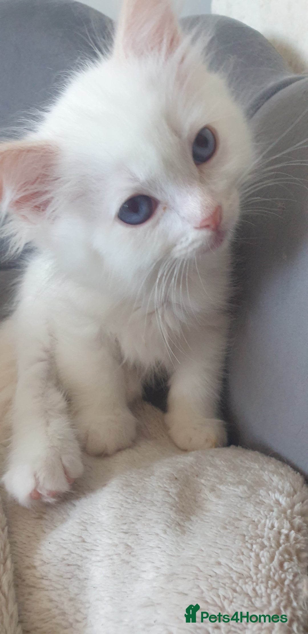 Ragdoll cats for sale: Beautiful GCCF lilac and Cream Point kittens - Image 23