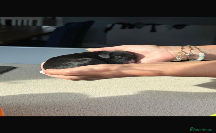 Springador dogs - Advert 1