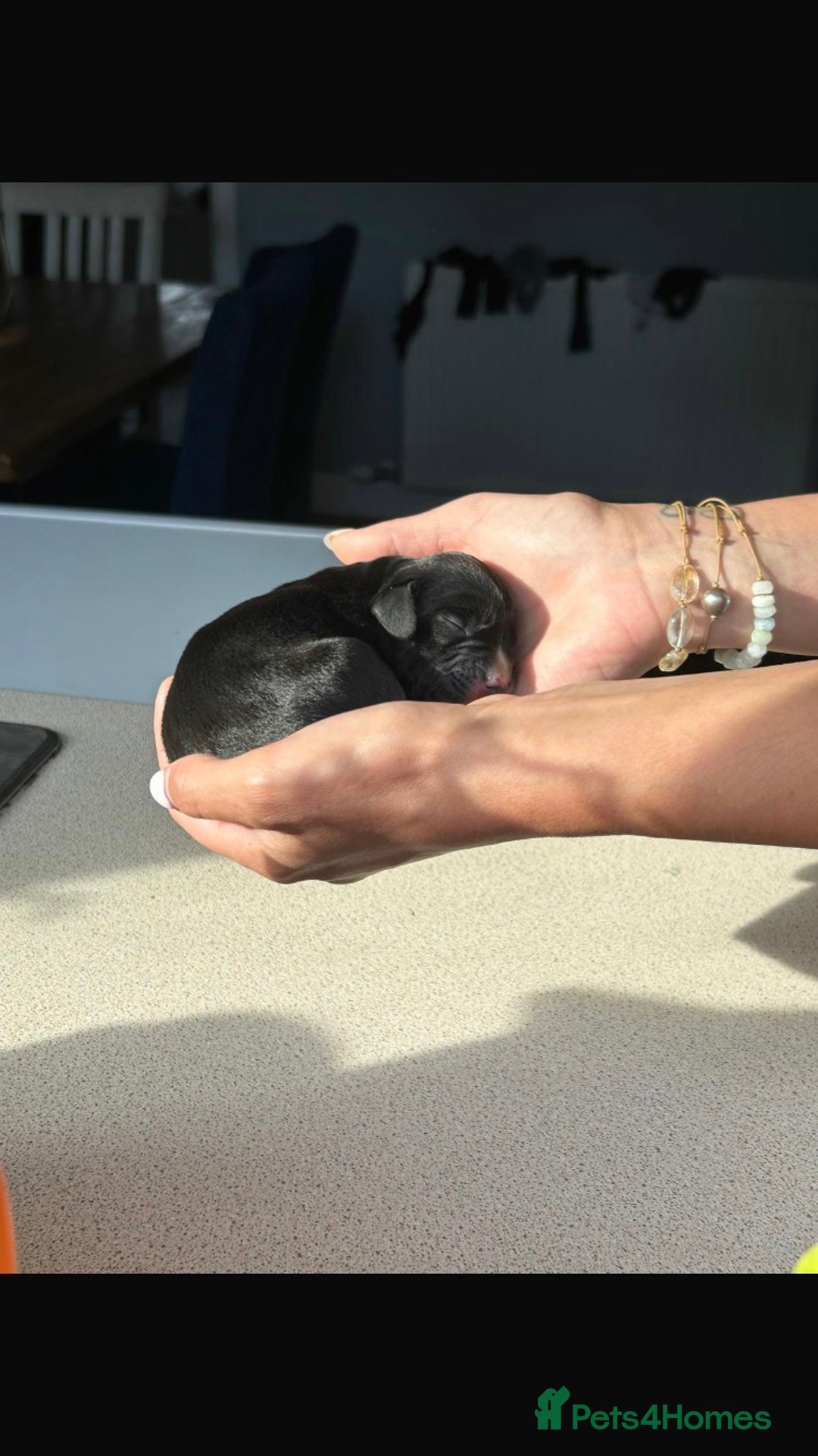 Springador dogs for sale: Springadors from working puppies  - Image 1