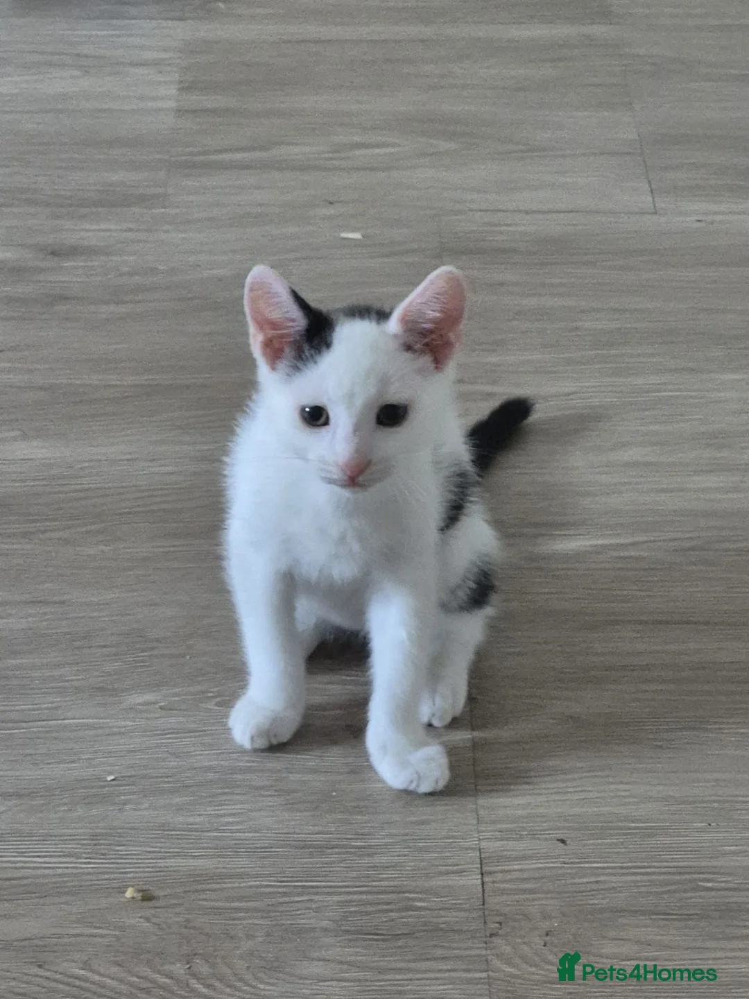 British Shorthair cats for sale: British shorthair x Mainecoon  - Advert 1