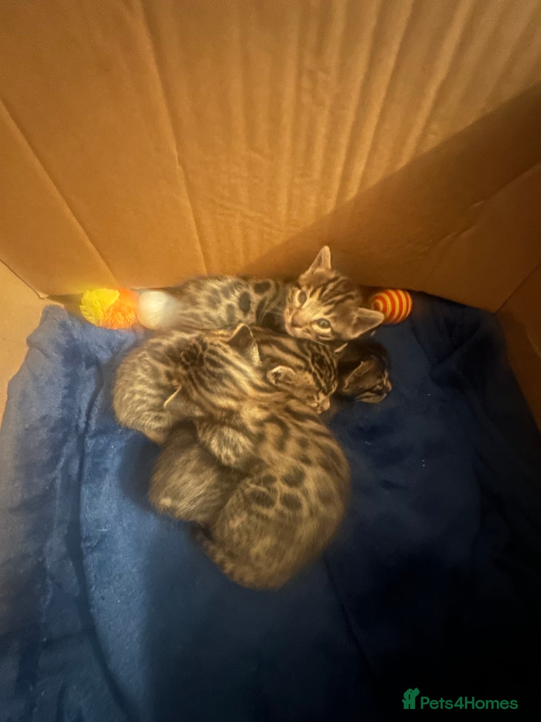 Bengal cats for sale: Silver Purebreed Bengals - Advert 4