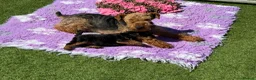 Welsh Terrier dogs for sale: Adorable Welsh terrier puppy  - Advert 4