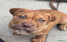 Mixed Breed dogs for sale: Rupert 10 week - Image 2