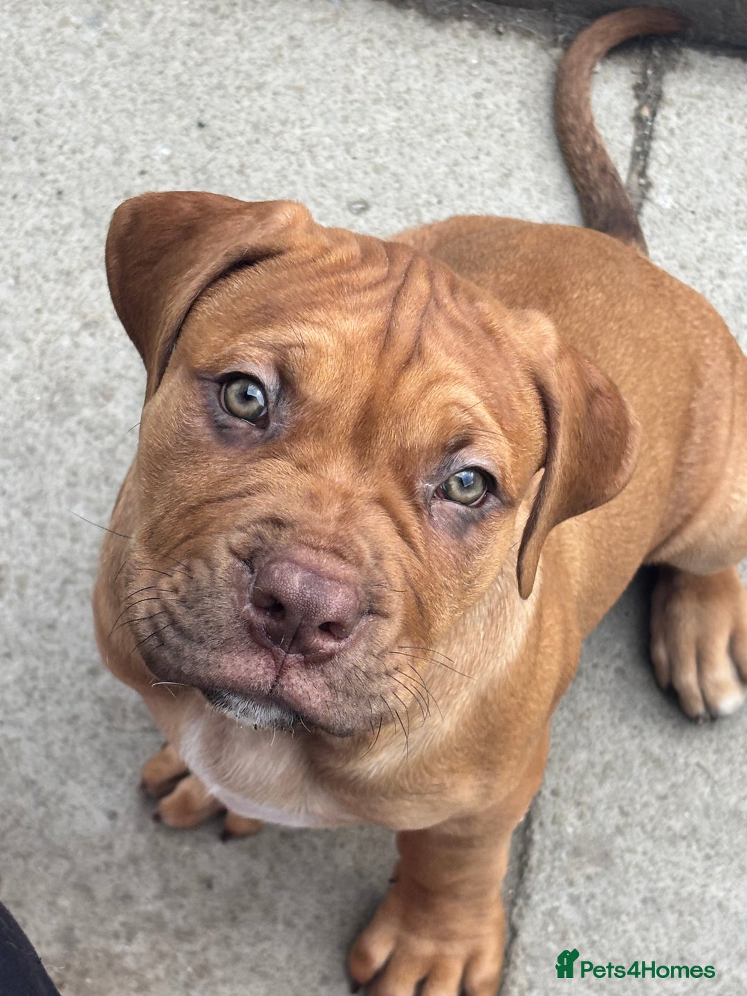 Mixed Breed dogs for sale: Rupert 10 week - Image 2