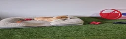 Welsh Corgi Pembroke dogs for sale: Extensively DNA tested clear FEMALE Puppy  - Advert 4