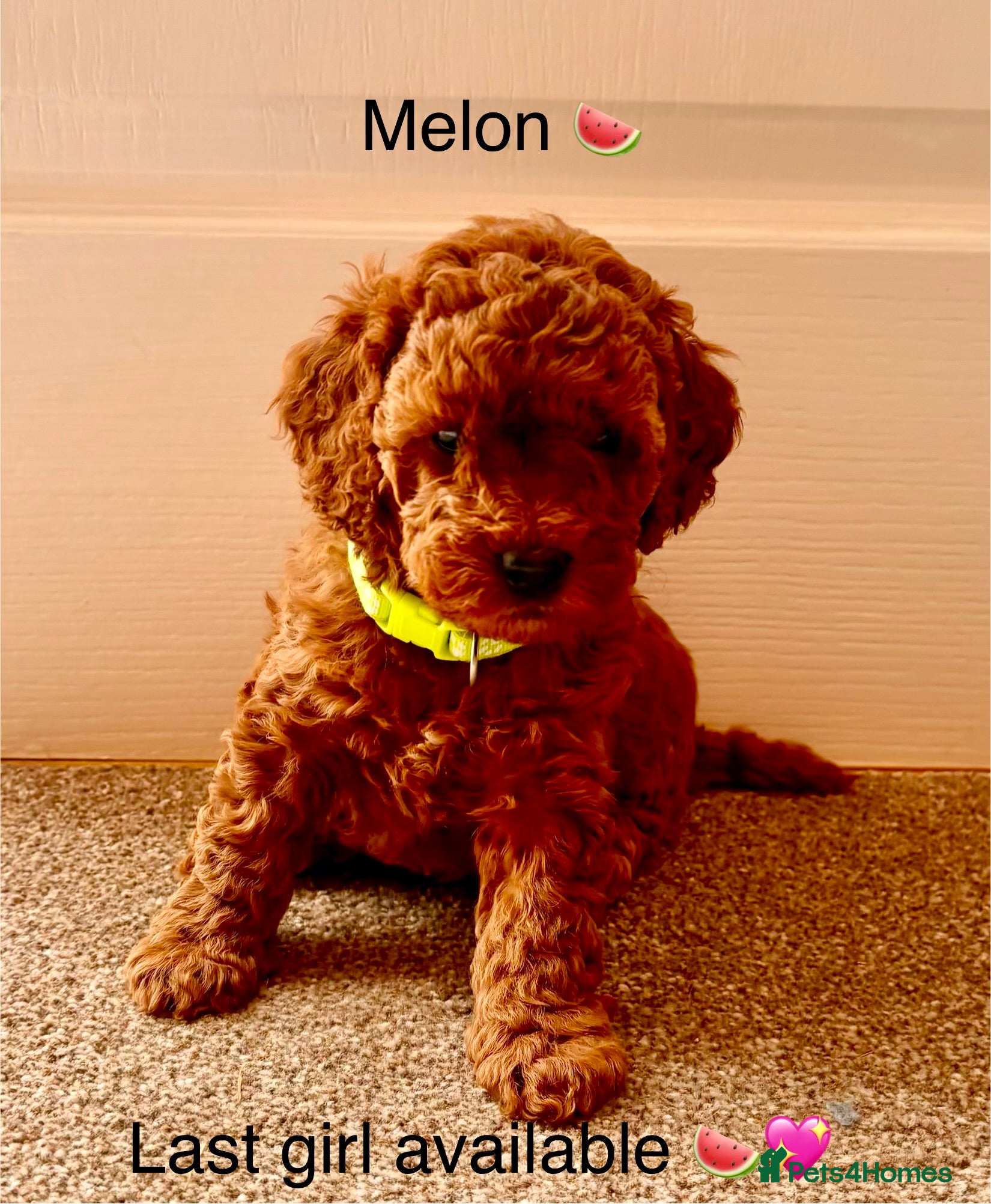 Cockapoo dogs 6 beautiful F1B cockapoo’s for sale  - Advert 3