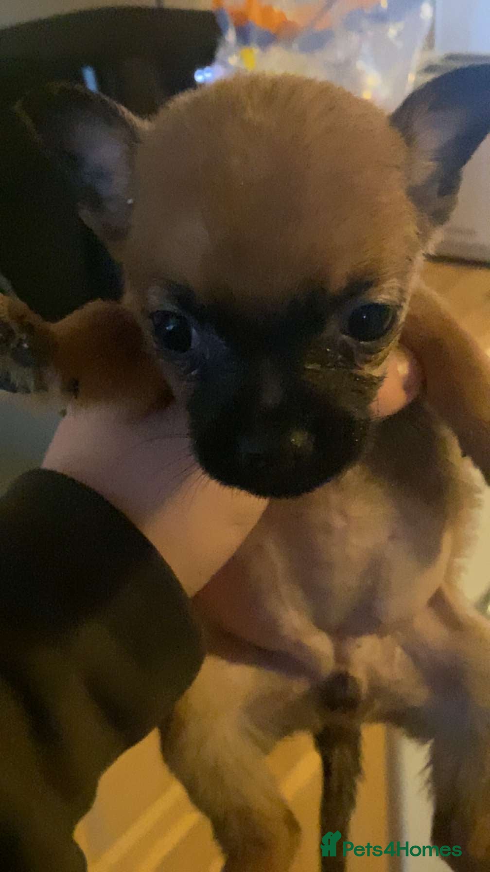 Chihuahua dogs Chihuahua puppies - Advert 1