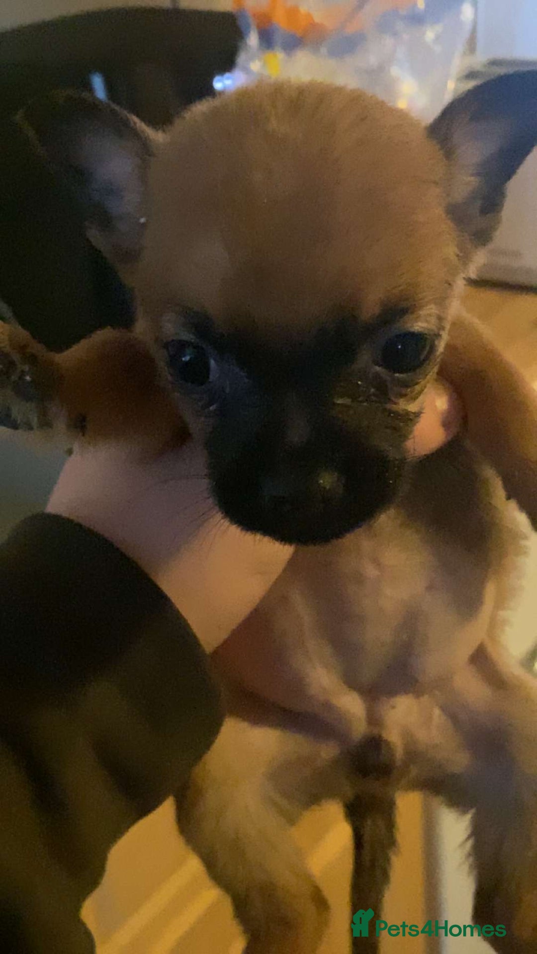 Chihuahua dogs for sale: Chihuahua puppies - Advert 1