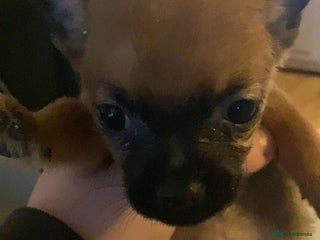 Chihuahua dogs Chihuahua puppies - Advert 2