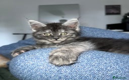 Maine Coon cats for sale: Stunning championship Maine coons for sale - Image 10