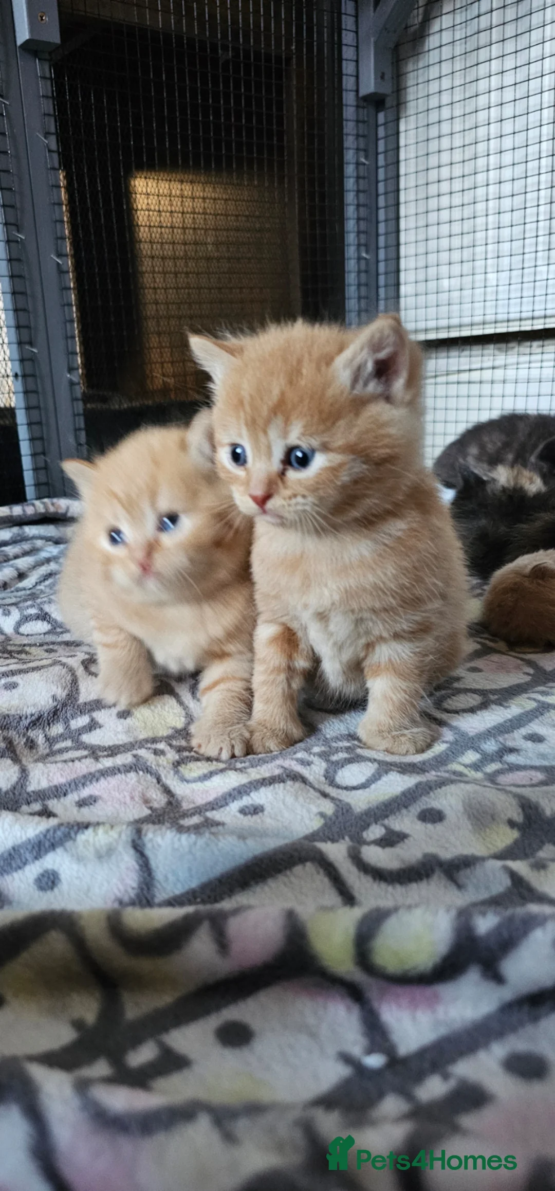 British Shorthair cats for sale: Beautiful British shorthair kittens 😸  - Advert 2