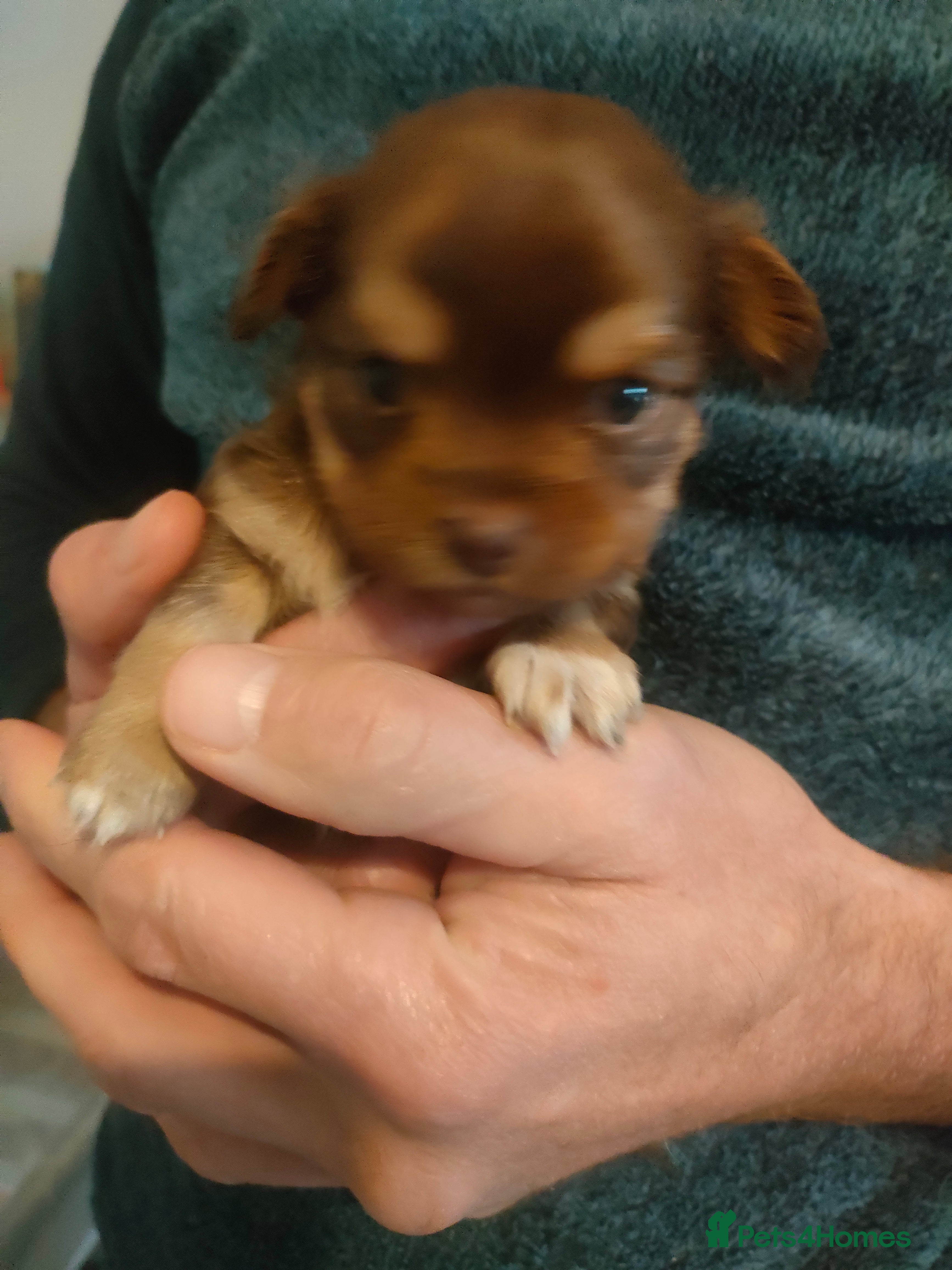 Chihuahua dogs Chihuahua puppies for sale - Advert 1