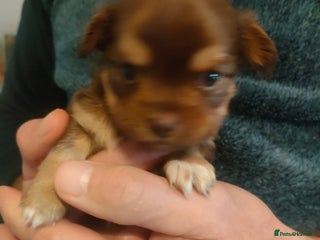 Chihuahua dogs Chihuahua puppies for sale - Advert 1