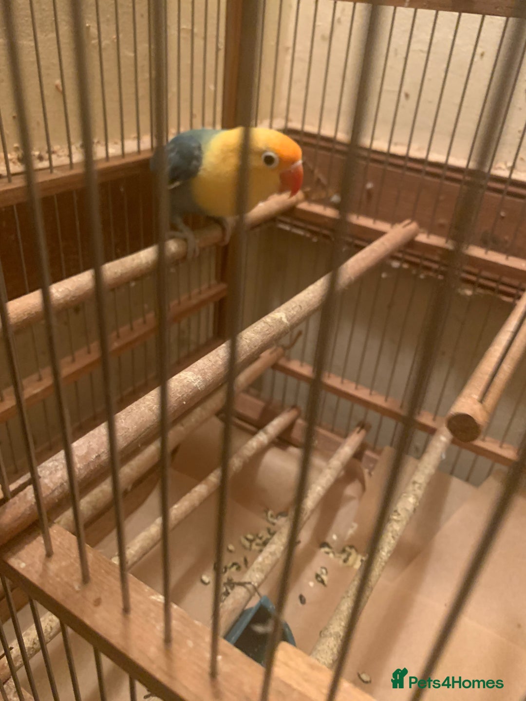 Lovebirds birds for sale: Fischer lovebird aqua blue opaline hen nr pershore - Advert 3