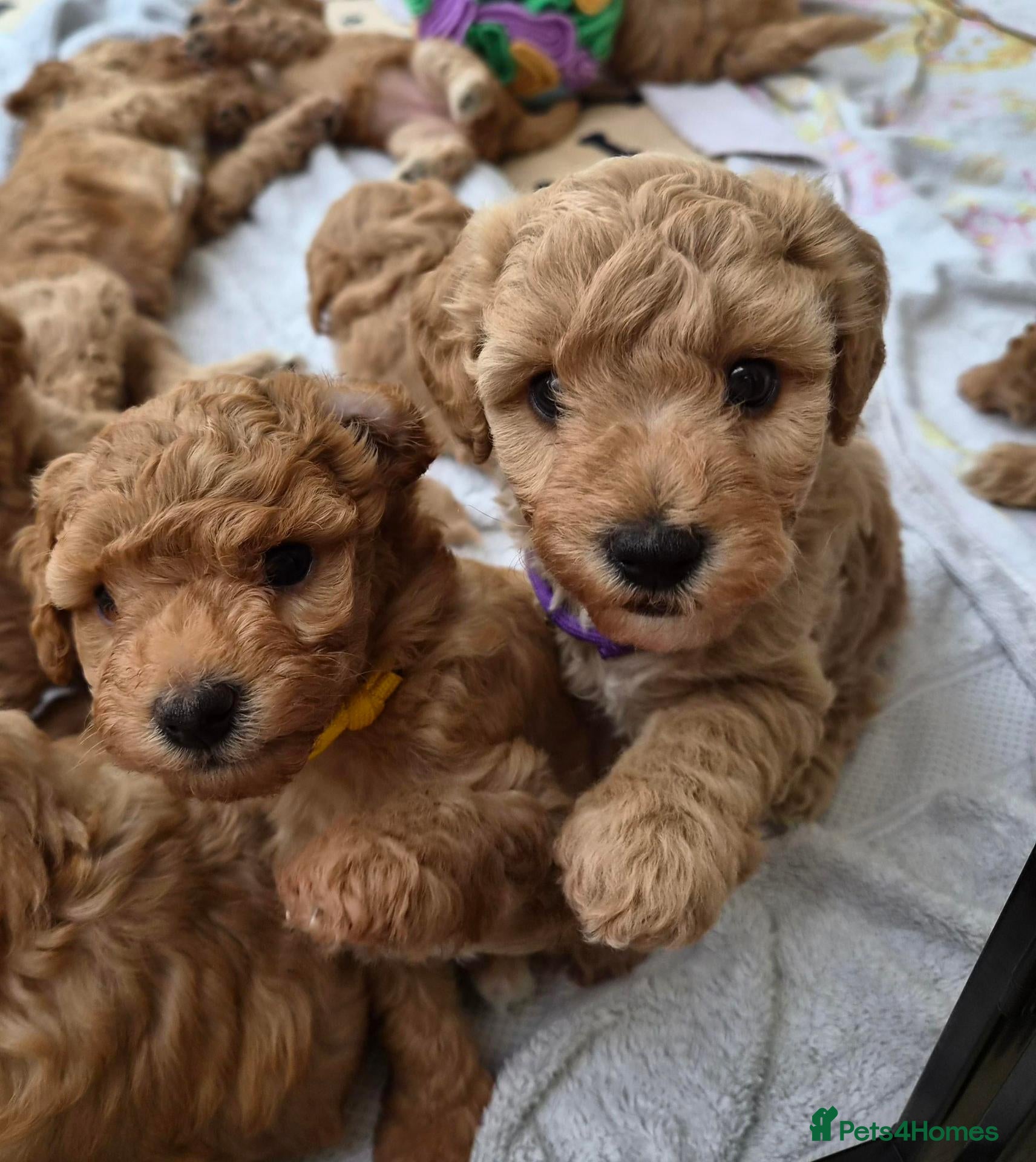 Mixed Breed dogs Vet Bred Poochons (Maltipoochons). Superb Litter! - Advert 2