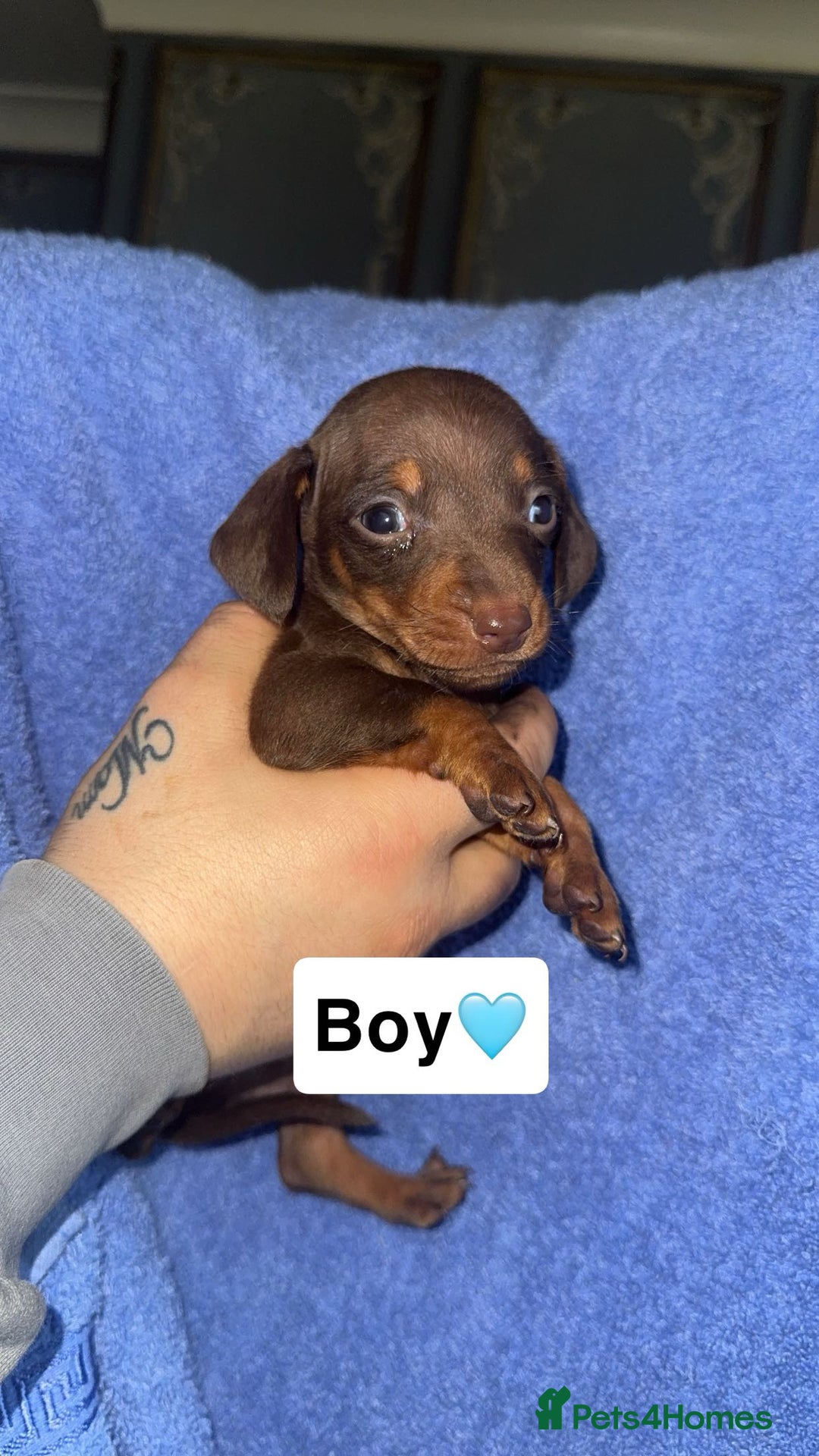 Dachshund dogs for sale: Dachshund puppies for sale - Advert 9