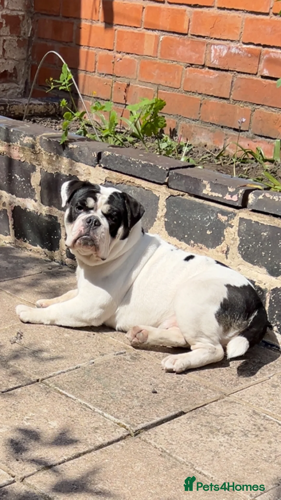 Olde English Bulldogge dogs for sale: Olde tyme English bulldog in Leicester - Advert 7